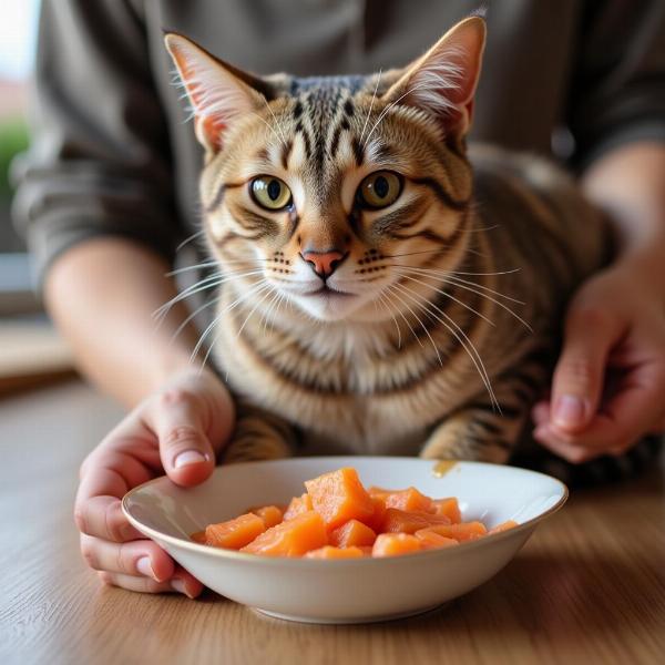 Cómo Administrar Aceite de Salmón a un Gato