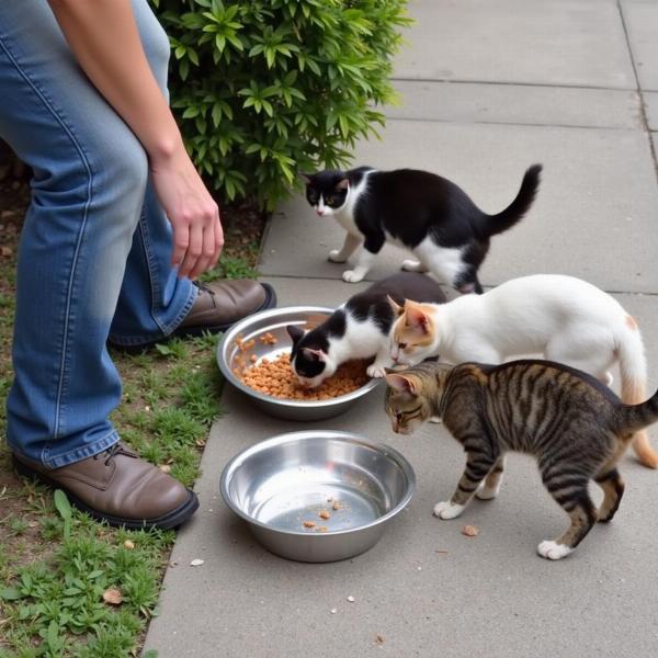 ¿Se puede alimentar a los gatos callejeros?