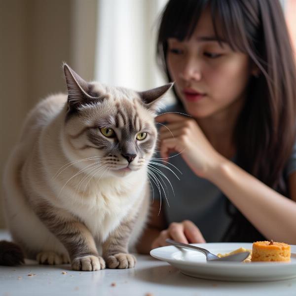 ¿Se puede usar cloranfenicol en gatos?