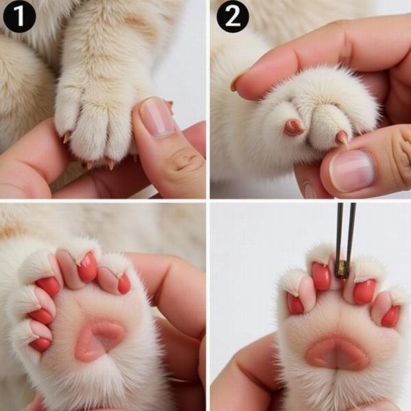 Proceso de cortar las uñas del gato