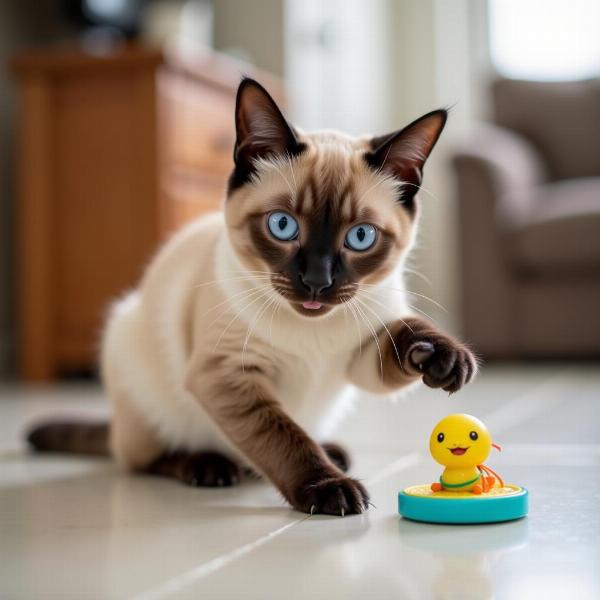 Cuidados del Gato Siamés: Un gato siamés jugando con un juguete interactivo.