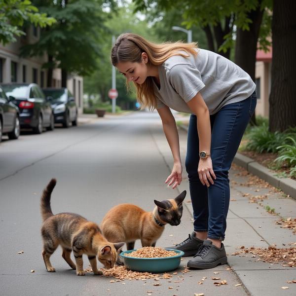 Denuncia por dar de comer a gatos callejeros