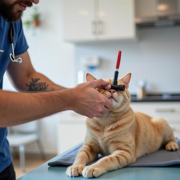 Veterinario diagnosticando un problema neurológico en un gato