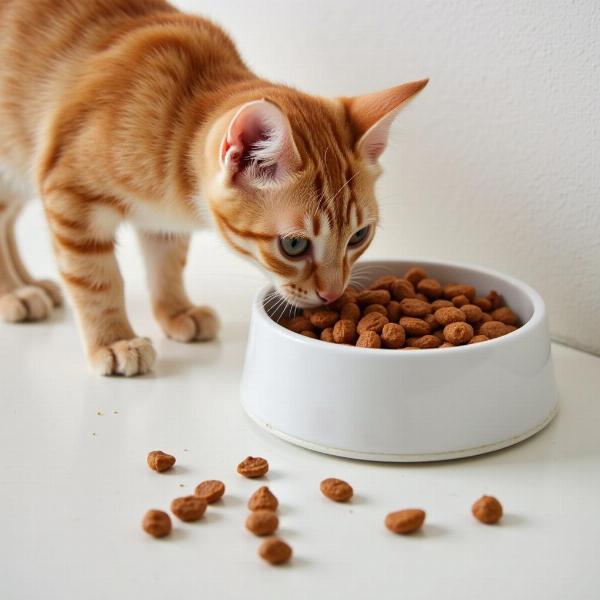 Dieta de eliminación para gatos alérgicos