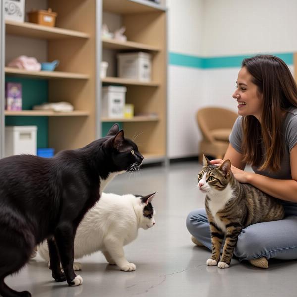 Tìm kiếm chú mèo hoàn hảo tại Pet People Los Gatos CA