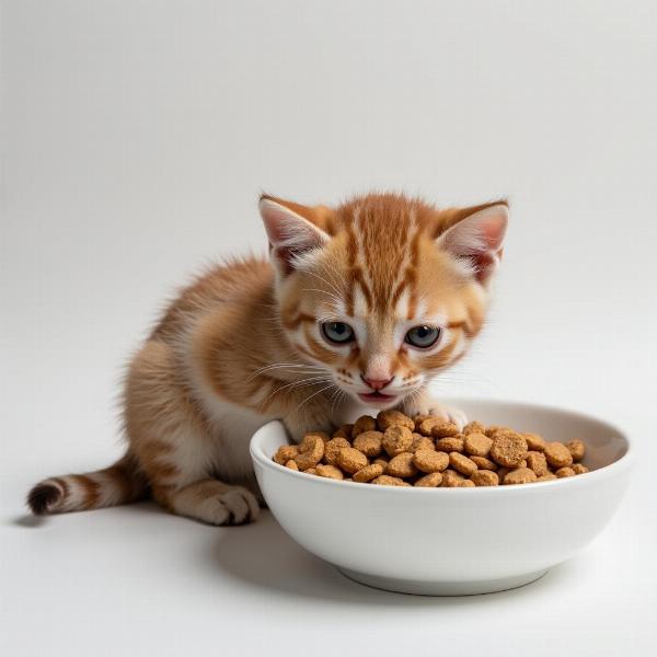 Gatito comiendo croquetas