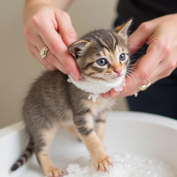 Shampoo Antipulgas para Gatos: La Guía Definitiva para un Felino Libre de Plagas