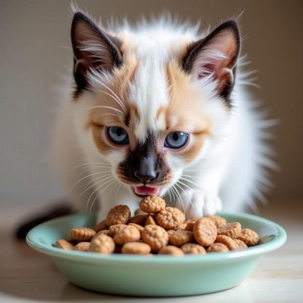 Gatito Snowshoe comiendo de su plato