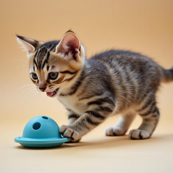 Gato de 5 meses jugando con un juguete