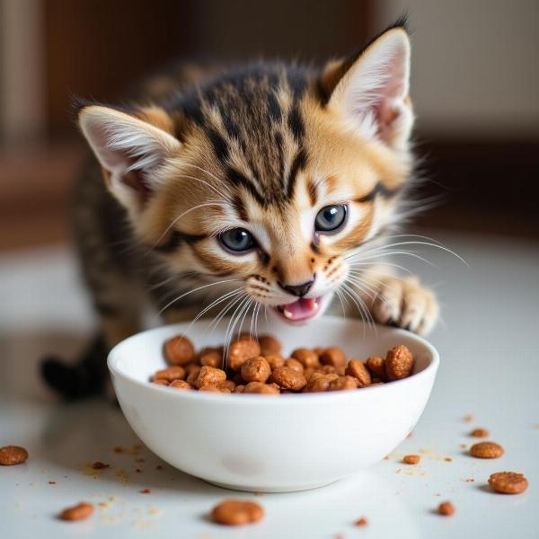 Gato bebé comiendo sobre