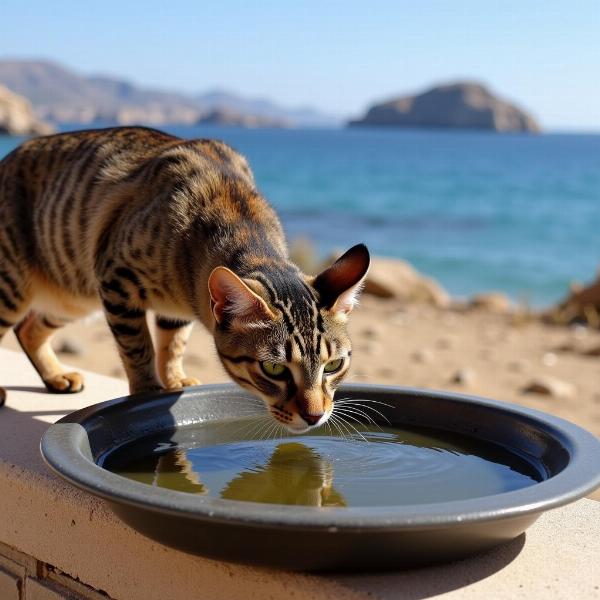 Gato hidratándose en Cabo de Gata