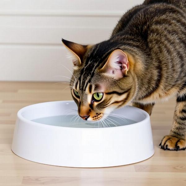 Gato bebiendo agua de una fuente