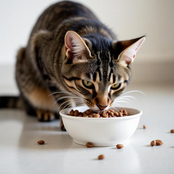 Mejores Marcas de Alimentos para Gatos: Una Guía Completa para una Alimentación Felina Óptima