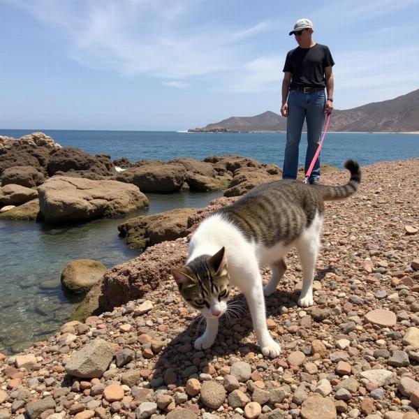 Gato explorando la orilla en Cabo de Gata