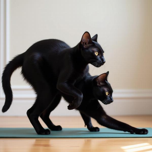 Gato estirándose mostrando su flexibilidad