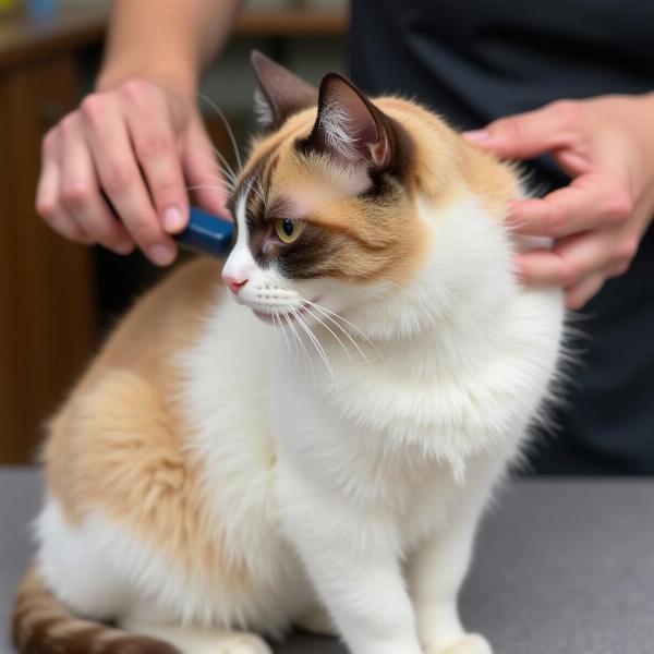 Cepillando a un Gato Japonés Bobtail