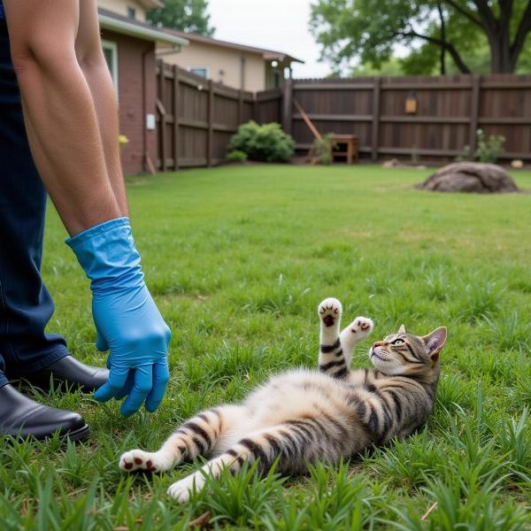 Encontrar un gato muerto en el patio