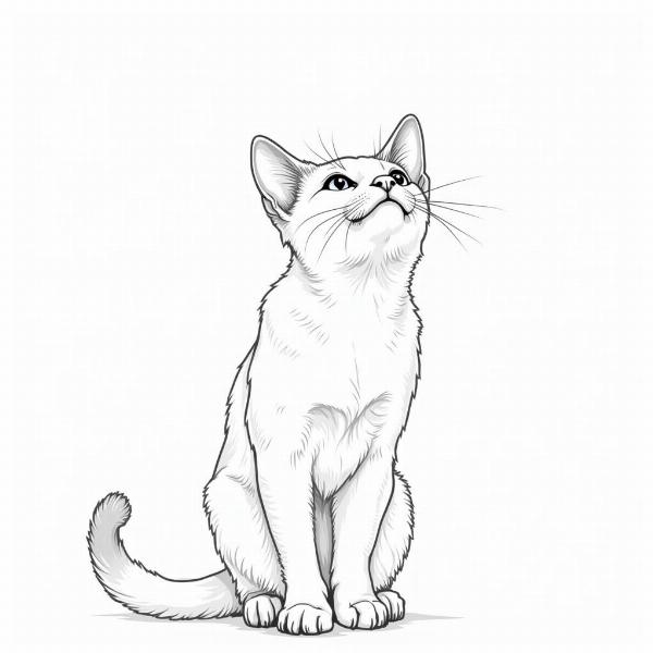 Dibujo para colorear de un gato siamés