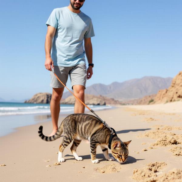 Gato explorando la playa de Cabo de Gata con su dueño