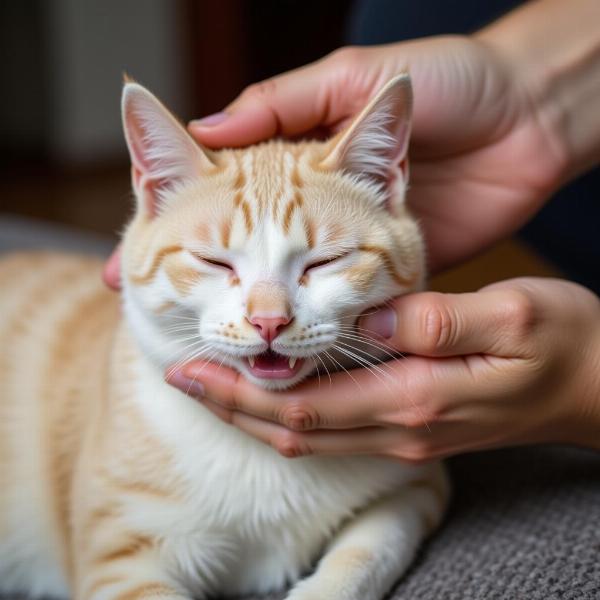 Gato recibiendo caricias de su dueño, mostrando afecto y relajación