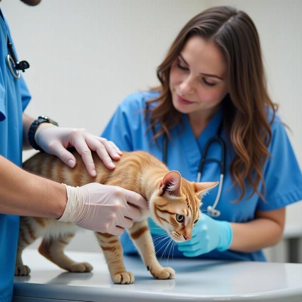 Gato siendo revisado por un veterinario