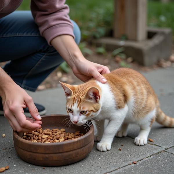 Cómo Ayudar a los Gatos Callejeros Bajo la Ley de Bienestar Animal