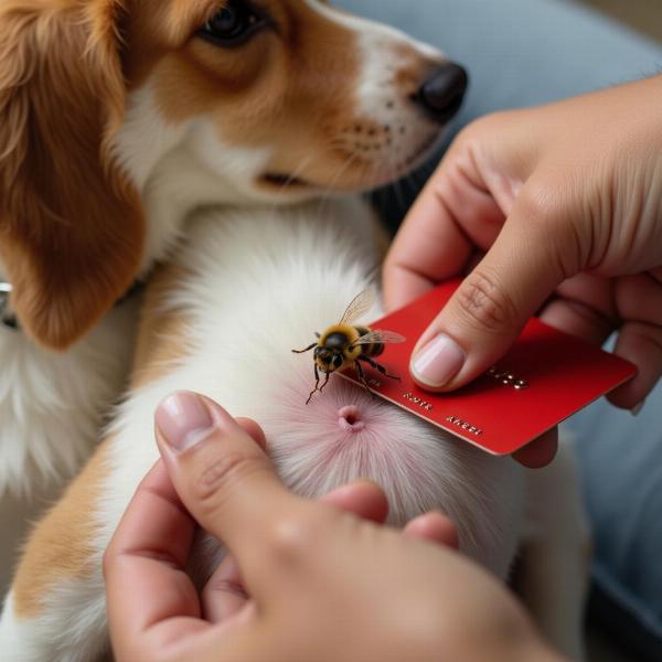 Retirar el aguijón de una abeja