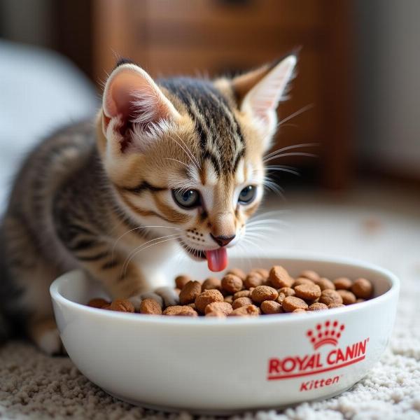 Nutrición para Gatitos Royal Canin Kitten